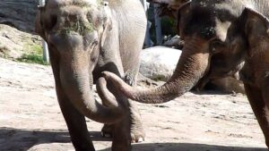 Shirley and Jenny – Two Elephants Reunited after 20 Years [video]