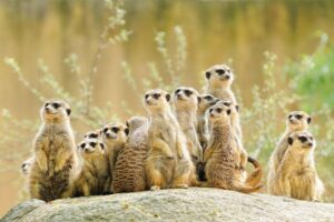 Meerkat Pup Magic!