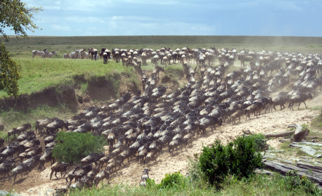 wildebeest migration