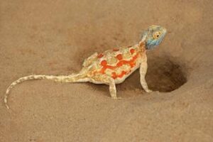 Best of Namibia Fly-In Safari – 8 Days
