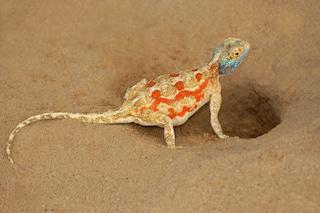 Best of Namibia Fly-In Safari – 8 Days