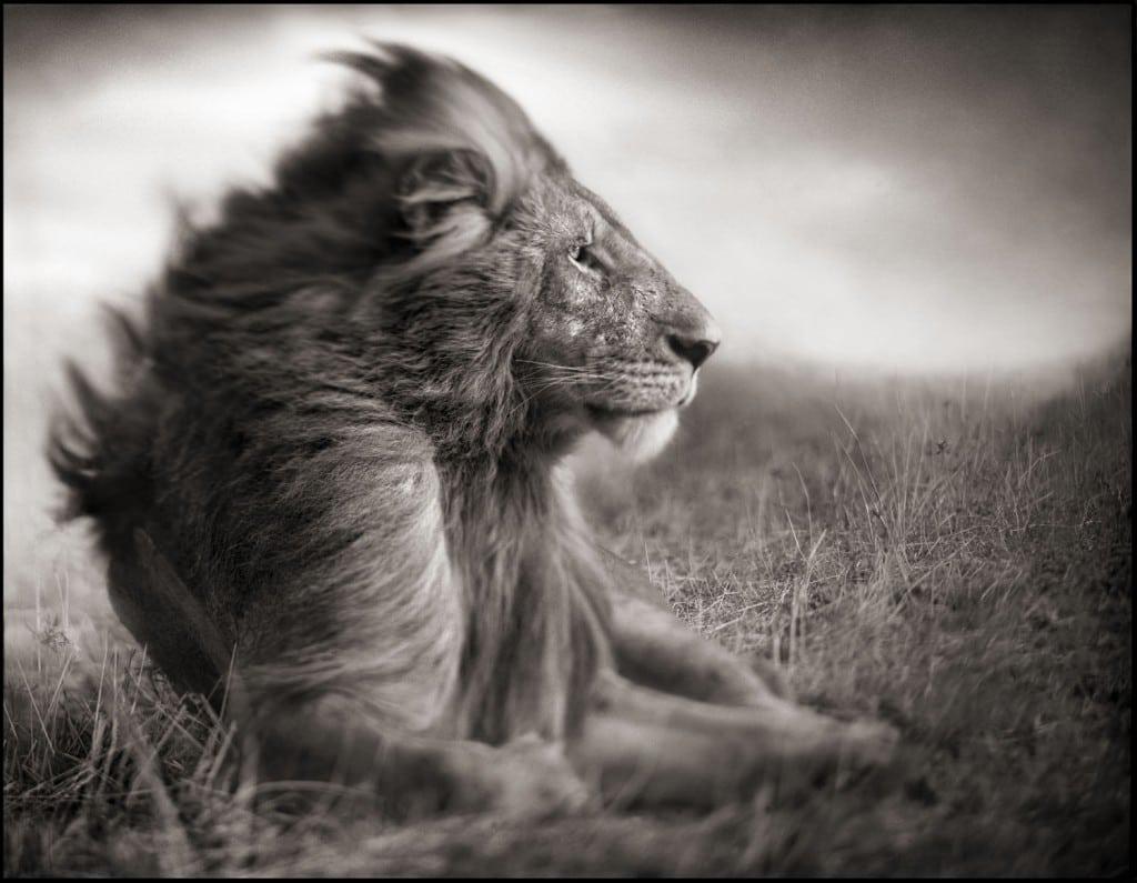 nick-brandt-lionmale