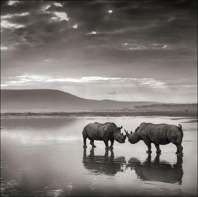 nick-brandt-rhinos