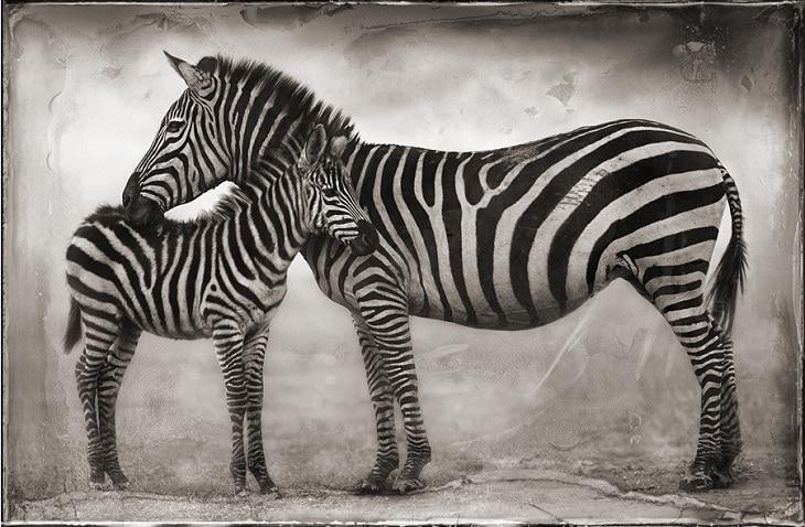 nick-brandt-zebras