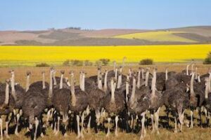 Garden Route Family Wildlife Tour – 10 Days