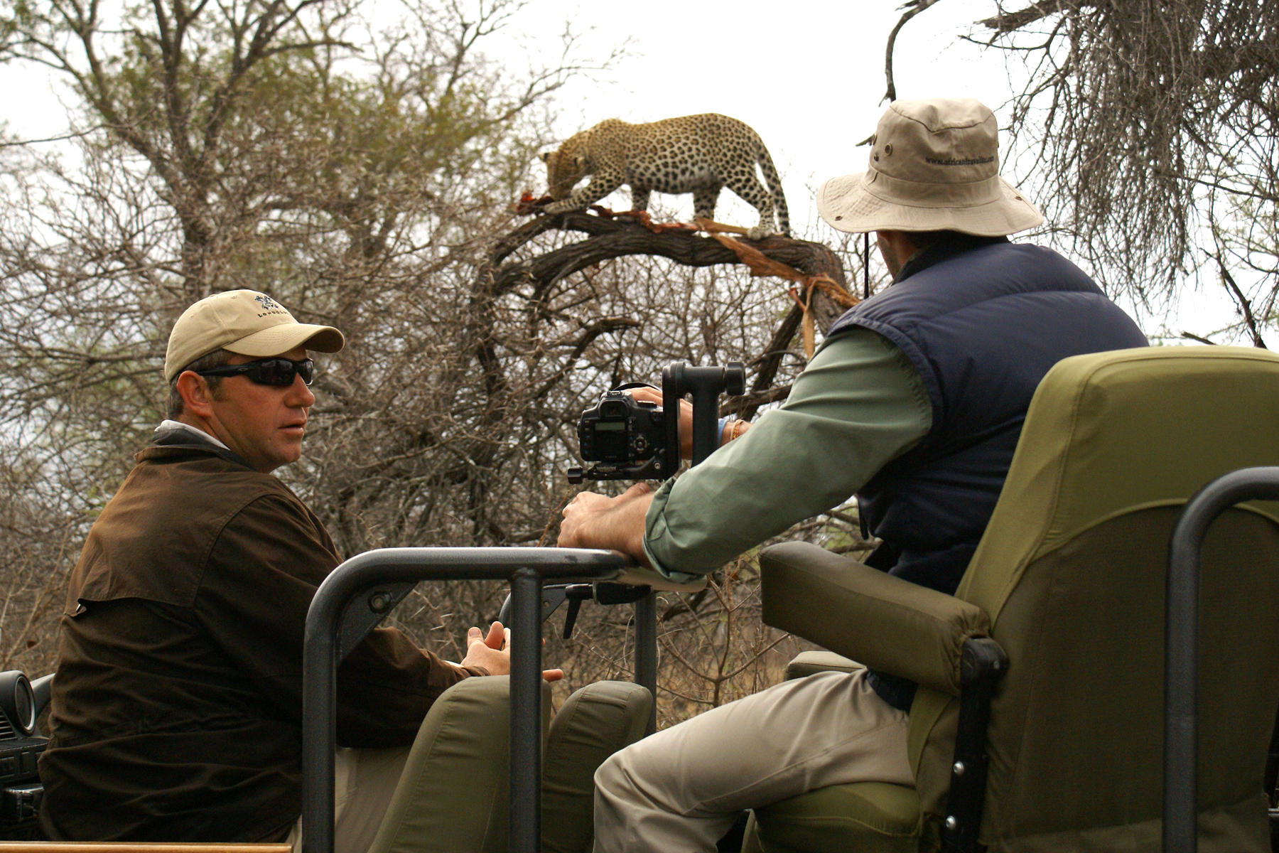 leopard up a tree in the Sabi Sands