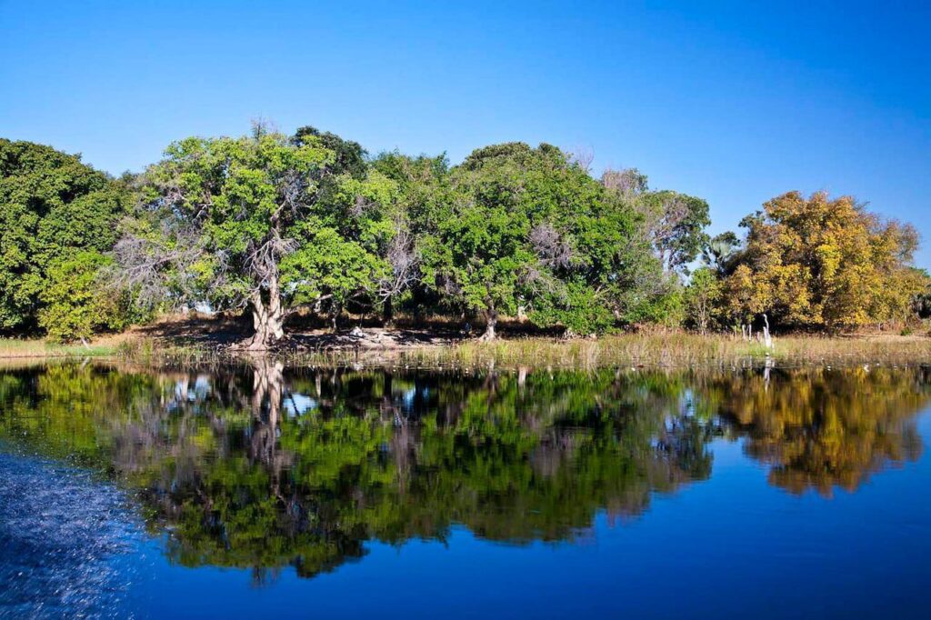 The banks of the Okavango.
