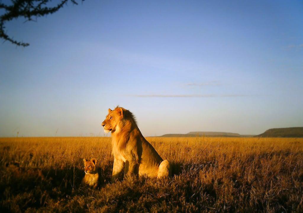 serengeti