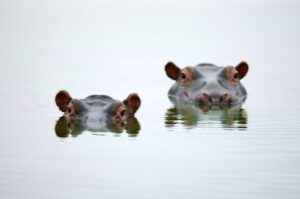 One of Africa’s deadliest mammals – the hippo!