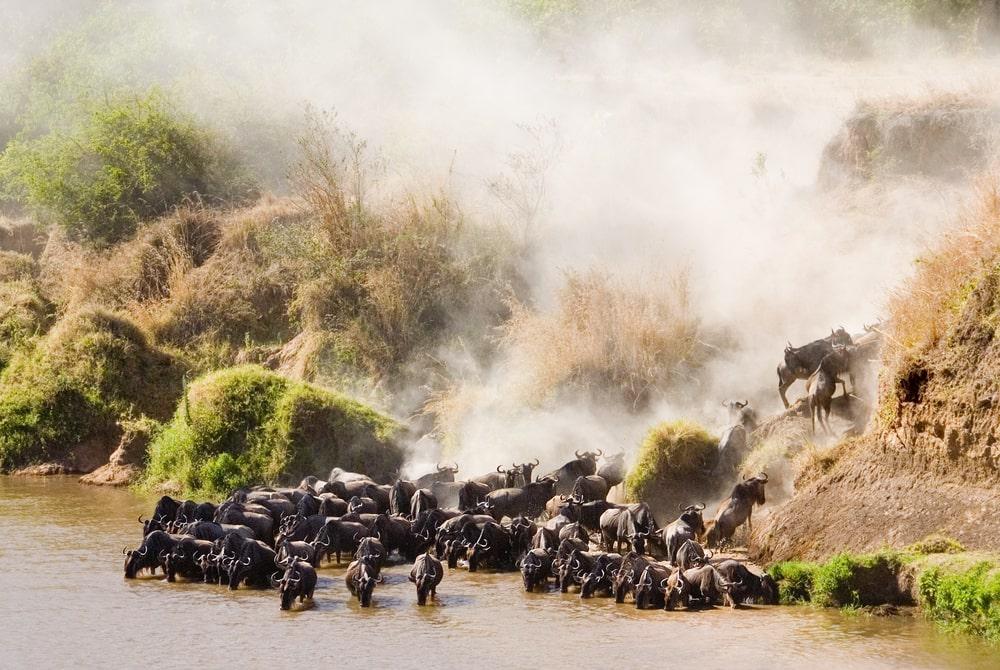 Great Migration of wildebeest