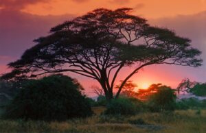 Photo of the Week:  Sunset on Safari