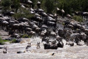 Photo of the Week:  Wildebeest Migration First Hand