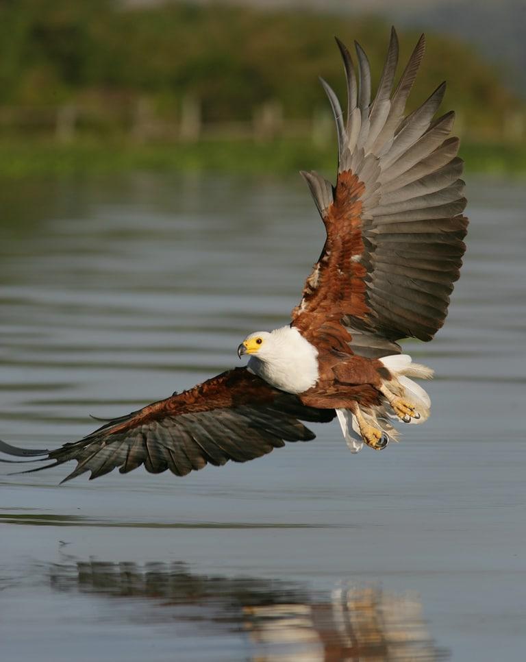 Fish Eagle