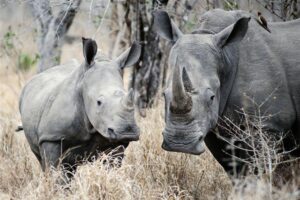 World Rhino Day – 22 September 2011