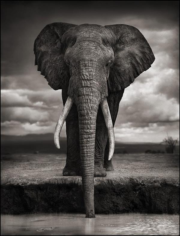 nick-brandt-elephantbull
