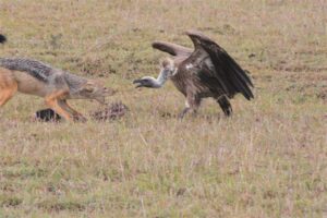 The great migration – the gory aftermath