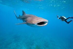 Massive Whale Sharks – Mozambique
