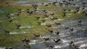Botswana Big Game Safari – 9 Days