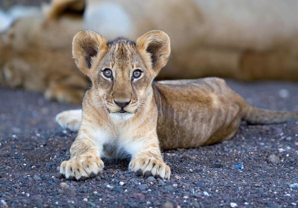 Kruger