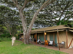 Lemala Ngorongoro Camp