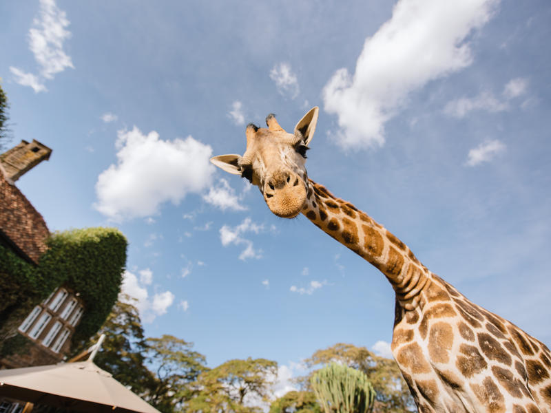 Giraffe Manor