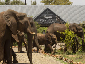 Old Drift Lodge
