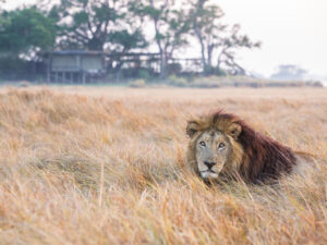 Shumba Camp