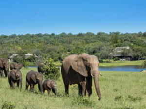 Chitwa Chitwa Private Game Lodge