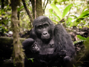 Sanctuary Gorilla Forest Camp