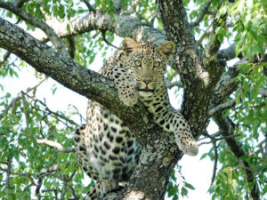 Idube Private Game Reserve