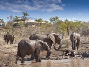 The Elephant Camp