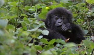 Uganda