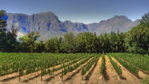 Richard Branson’s New Hotel in the Cape Winelands