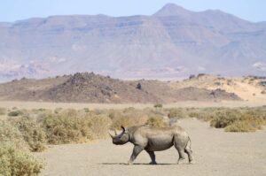 Safari Adventures: Our Top 10 African Thrills