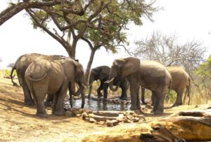 Meeting Arnold Tshipa, Hwange’s Elephant expert