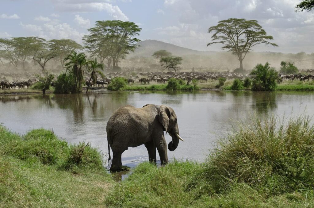 serengeti by Eric Isselee 