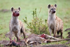 Hyenas: One of Africa’s Most Thrilling Predators
