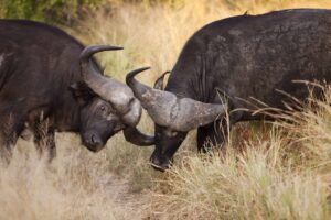 The Big Five