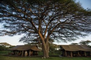 Digital memories of my Serengeti Safari