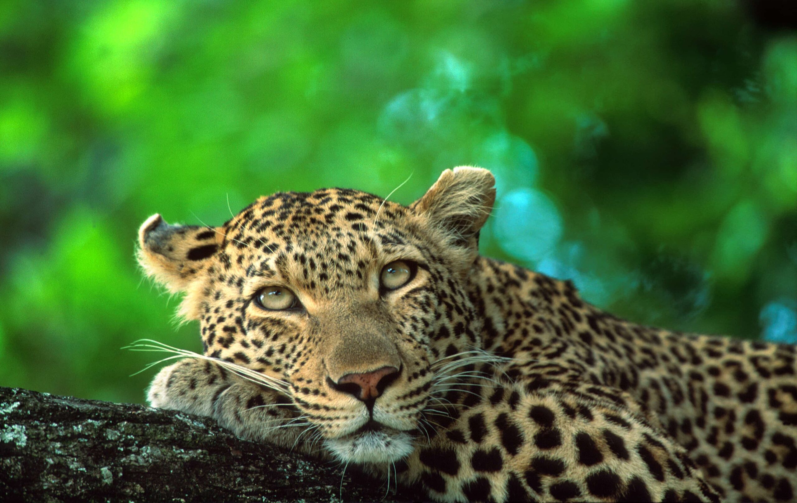 『 Green Leopard fam 』by Zuberi 60*60cm Where to See Leopards in South Africa