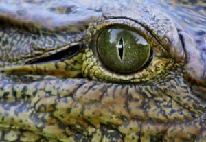 The Nile Crocodile: Fearsome Or Fascinating?