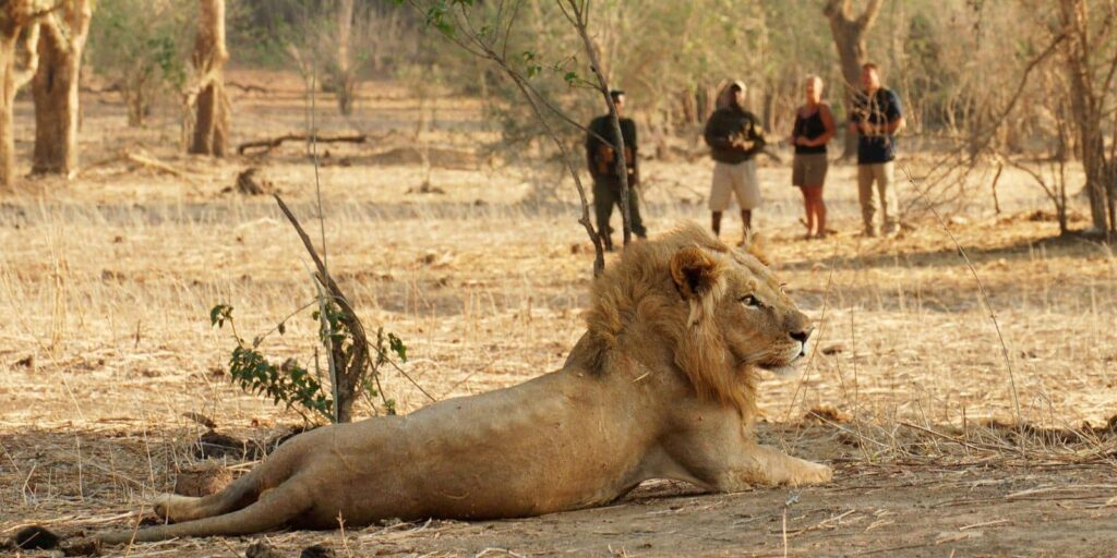 Old Mondoro Lion Walk