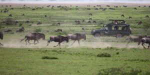 Our Top African Safari Tour Picks For 2017