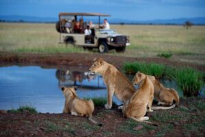 Singita: A Conservation Success Story