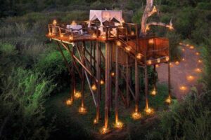 Tree Houses