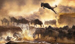 Plan Your Great Migration Safari: Where to Stay in Kenya