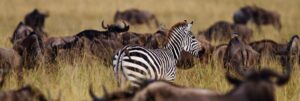 Kenya: What You Need To Know Before You Go