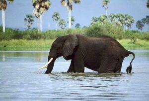 The Top 7 Destinations to see Elephants in Africa