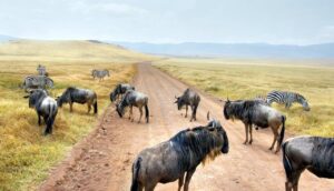 East Africa Travel – Do We Fly or Self Drive?