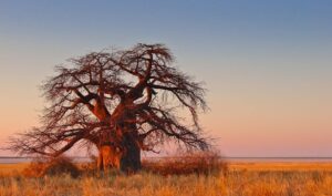 Dilaal Goes To The Land Of The Baobabs